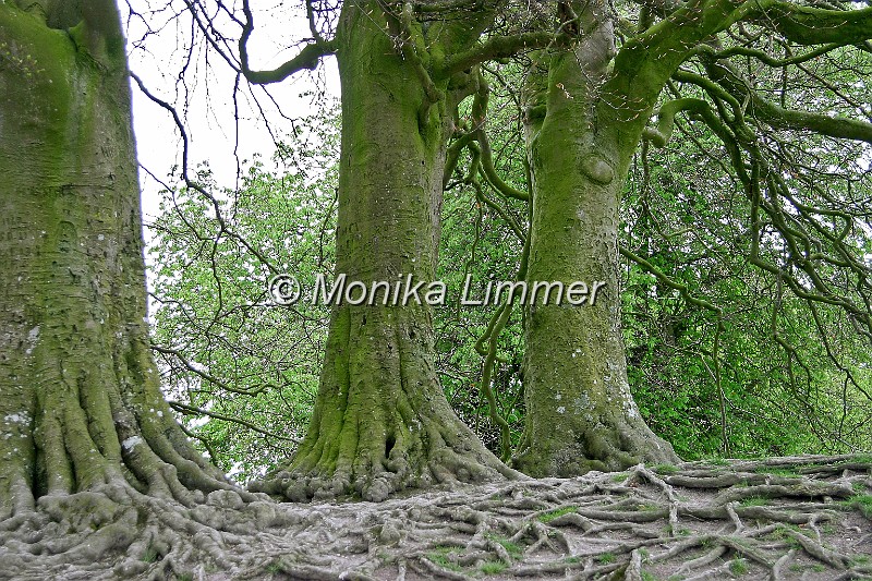 6480_drei baeume u wurzeln avebury.jpg